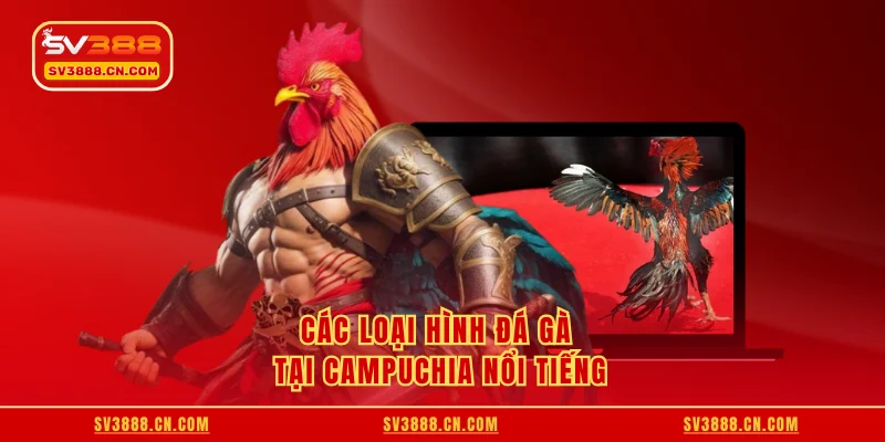 Các loại hình đá gà tại Campuchia nổi tiếng