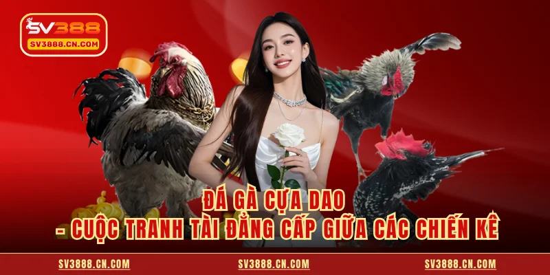 Đá Gà Cựa Dao - Cuộc Tranh Tài Đẳng Cấp Giữa Các Chiến Kê