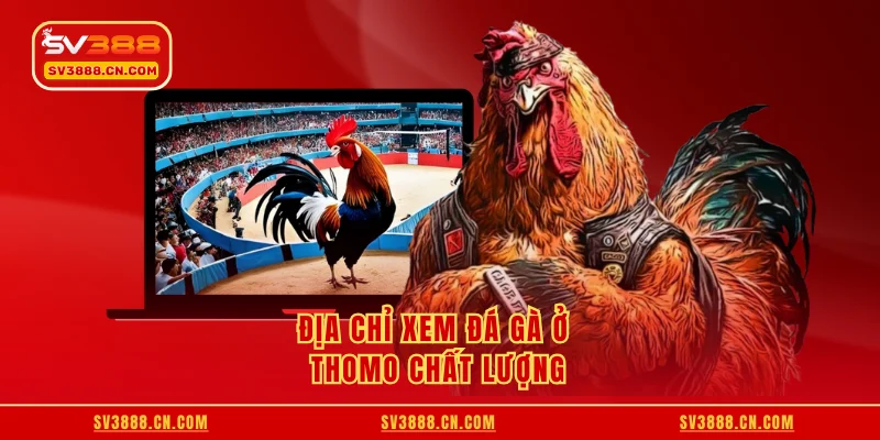 Địa chỉ xem đá gà ở Thomo chất lượng