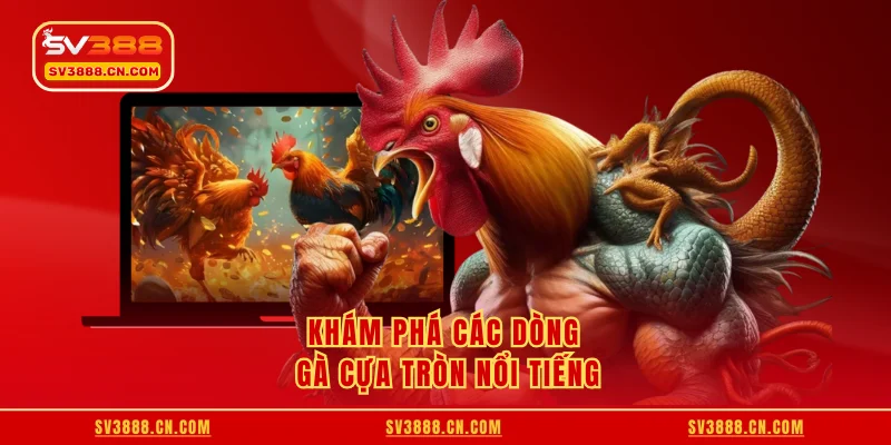Khám phá các dòng gà cựa tròn nổi tiếng