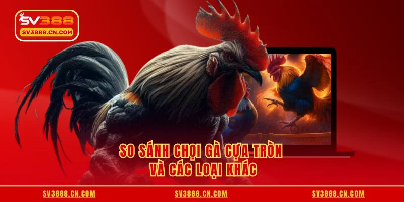 So sánh chọi gà cựa tròn và các loại khác