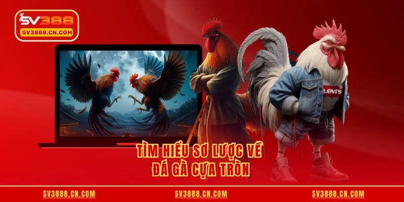 Tìm hiểu sơ lược về đá gà cựa tròn