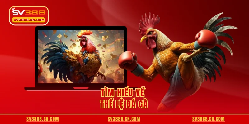 Luật Cược Đá Gà - Chia Sẻ Chi Tiết Từ A - Z Cho Người Mới 2 Tìm hiểu về thể lệ đá gà